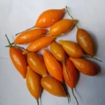 Iboga Seeds